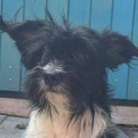 FINJA-zuckersüße, kleine Hündin, Hündin zur Adoption