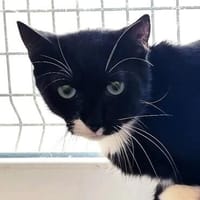 Blümchen, Katze zur Adoption