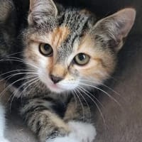 Katzenkind Cookie, Katze zur Adoption