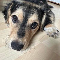Malu 30 cm 5 Monate, Hündin zur Adoption