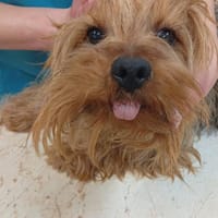 Jozsi PP  kleiner Yorkiemann, Hund zur Adoption