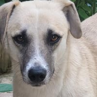 Wunderhübsche, liebe Tilda, Hündin zur Adoption