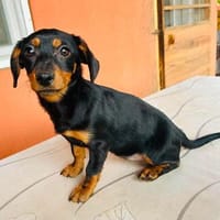 Sippi, süßes Dackelmischlings Welpen Mädchen, Hündin zur Adoption