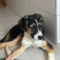 Lina  ein kleines Herz sucht sein Glück, Hündin zur Adoption