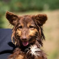 Rouena, Hündin zur Adoption