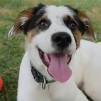 Henry sucht Dich!, Hund zur Adoption