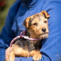 Nara, Hündin zur Adoption
