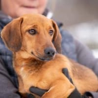 Solia, Hündin zur Adoption