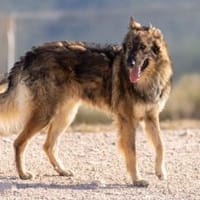 Lobo - Zuhause gesucht, Hund zur Adoption
