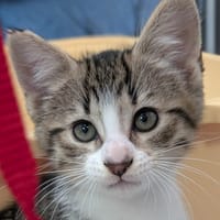 PO, chat à adopter