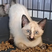 AKATSA, chatte à adopter