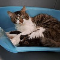 Bateau, chat à adopter