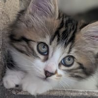 WINKY, chatte à adopter