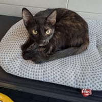 STELLA, chatte à adopter