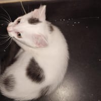 BOUNTY (bb Bliss), chat à adopter