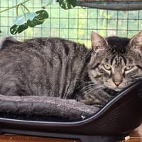 ZANZIBAR, chat à adopter