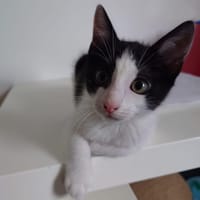 BENCO (bb Bliss), chat à adopter