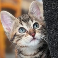 NOO-NOO, chat à adopter