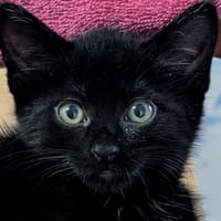 TINKY, chatte à adopter