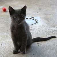 BRUME, chat à adopter