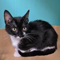 Zoulette, chatte à adopter