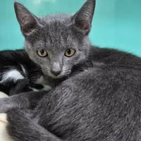 Joya, chatte à adopter