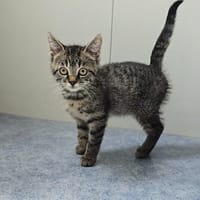 Lucien, chat à adopter