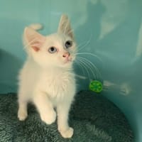 Minouch, chatte à adopter