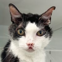 Kerby, chat à adopter