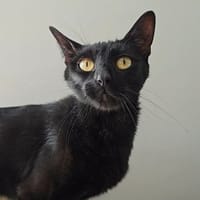 Line, chatte à adopter