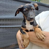 HARLOW, chien à adopter