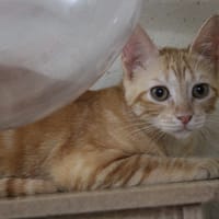 PUMPKIN, chatte à adopter
