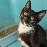 Carmelo, chat à adopter