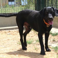 HULK, chien à adopter