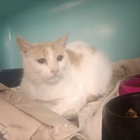 ITSUMI, chatte à adopter