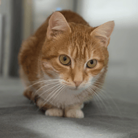 CHARLIE, chat à adopter