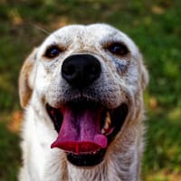 Nouille, chienne à adopter