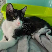 Echo, chat à adopter