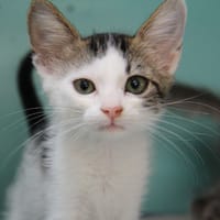 SAKURA, chatte à adopter