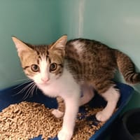 WOLF, chat à adopter