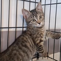 GRESKA, chatte à adopter