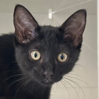 REGLISSE, chatte à adopter