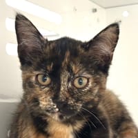 FAROUCHE, chatte à adopter