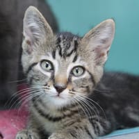 GRIBOUILLE, chatte à adopter