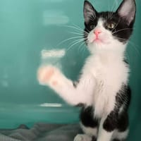 Zoubida, chatte à adopter