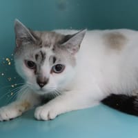 SKYE, chatte à adopter