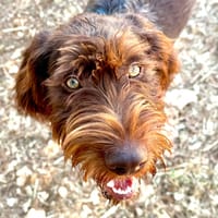 ALEXIS, chien à adopter
