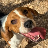 SAFRAN, chien à adopter