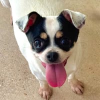 SHITA, chienne à adopter