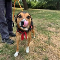 NEWTON OAA19965, chien à adopter